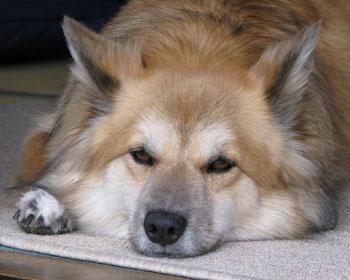 �J�����������́H