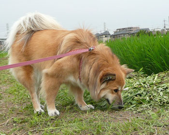 �����肠�Ƃ͔O����Ƀj�I�C��������