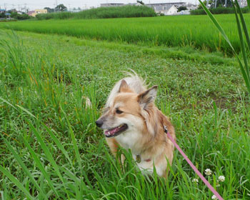 ���q��ɂȂ��Ă���