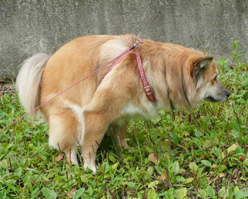 �ǂ����Ă��E�E�E