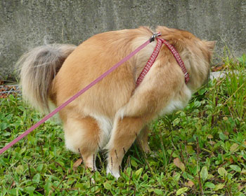 �m���߂��ɂ͂����Ȃ�