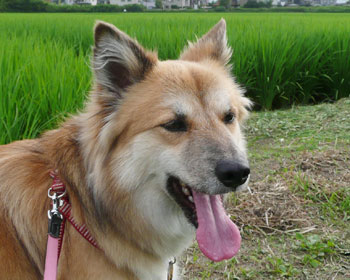 �����Ɛオ�o�₷����