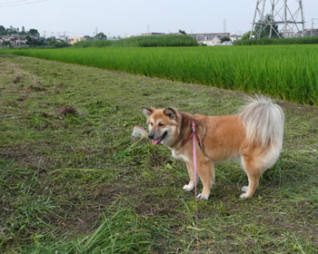 ���q�ꂪ�����ĕ�R