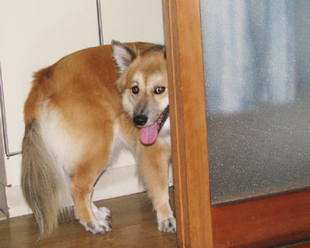 �����A�ԉ΂����킢