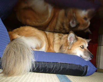 ���ׂ������Ȃ�