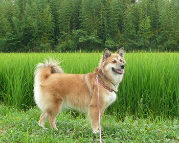 ���낻��B������