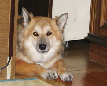 �������킢