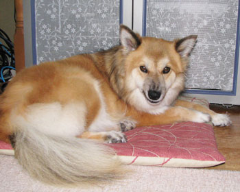 �x�b�h������ׂ��ԂƂ�ɂȂ�����