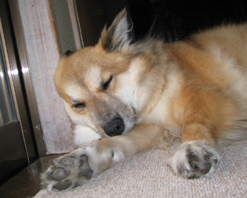 �r���̕����}�V�����