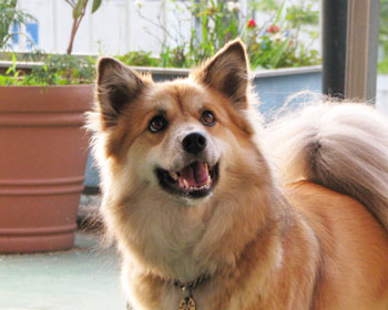 �U���̎��Ԃ���