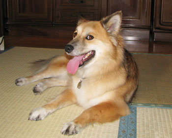 �U���A��͏���