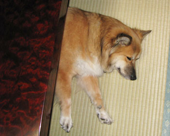 �͂ݏo�Ă��e�[�u�����͂��낮