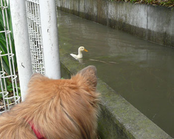 �Ȃ񂩕ςȂ̂�����I