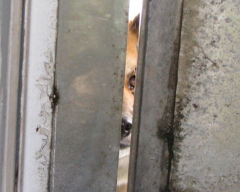 �Ɛ��w�͌����I