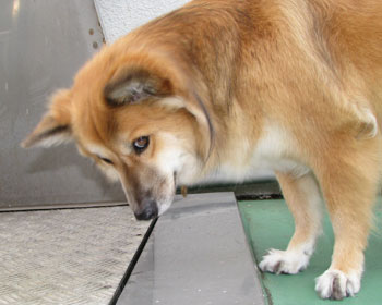 ���Ƀl�R����ł���A�l�R