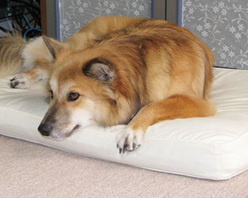 �����}�b�g���X�W�O�~�̕z�c�̕�����������