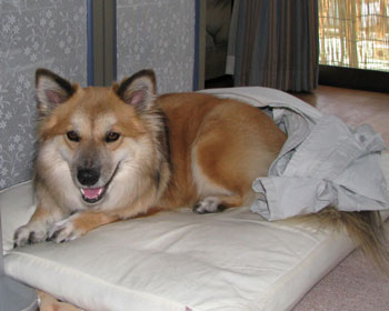 ���A�̂���ꂽ