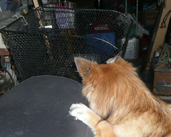 �����Ƀl�R���͂��܂��Ă邩��