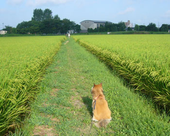 �앿���Ȃ��߂�