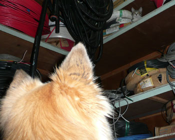 �l�R�����I