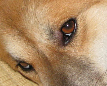 �l�R�T���ɔM�����Ă܂Ԃ�����Ɏh���ꂽ