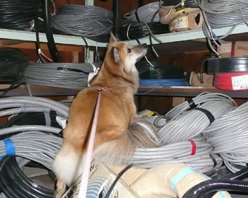 ���������̂ւ�ɂ���͂�