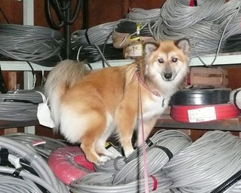 �ŋߌ������Ȃ����ǂ�����߂Ȃ���