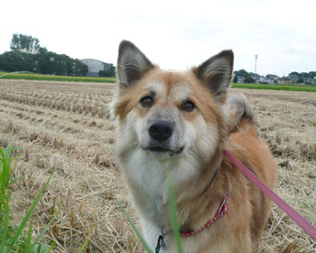 ���̋G�߂���