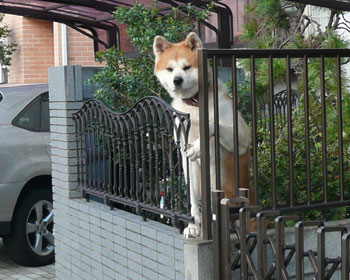 �F�B�ɂȂ肽���炵���H�c����