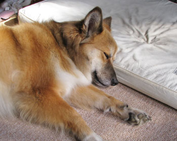 �񂪋Ȃ����Ă�ƐQ�S�n������