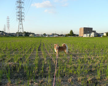 �Ҏc���ň���C��