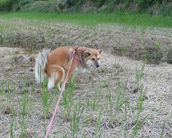 ���̌��Ԃŗp�𑫂��̂��v��