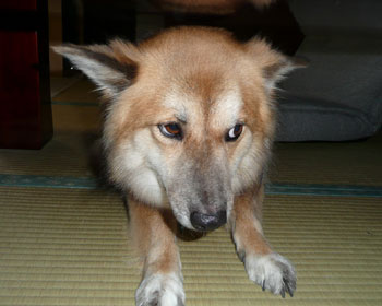 ����������ɉԉ΂͂�߂Ă�