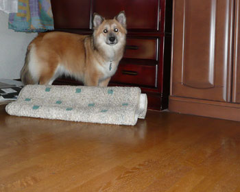 �[�ɋl�܂��Ă݂�