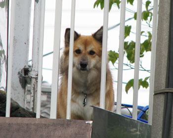 �u���Ă��ڂ�̔߂�����