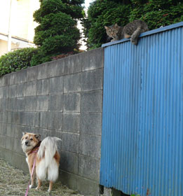 �l�R���������Ȃ񂾂���