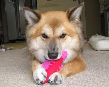 �V�����F�B���Љ�܂�