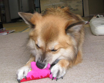 �ӊO�ɂ��ƂȂ����ł�