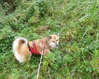 �D���ȑ������T���ĐH�ׂ�