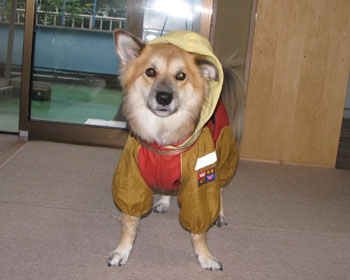 �v���Ԃ�̃J�b�p�ł����܂�