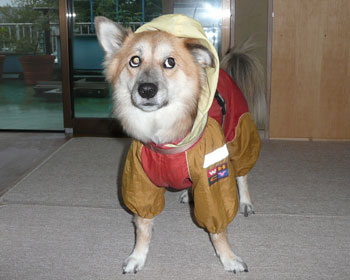 �Ƃ��Ƃƍs�����Ă�