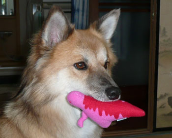 �_�C�i�\�[�N�ł�