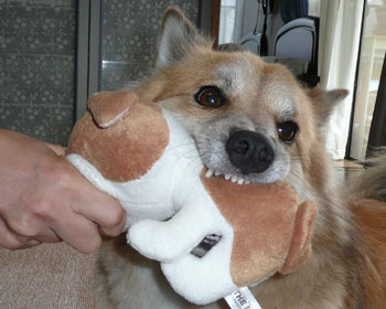 �J�b�p�̕������͂�����