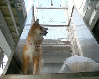 �S�~�̕��������������Ă�