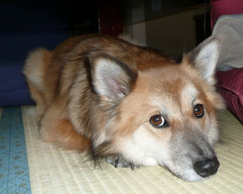 ���킭�Ȃ��Ƃ����e�[�u���ɂ�����