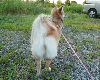 ������K���T�}�[�J�b�g��