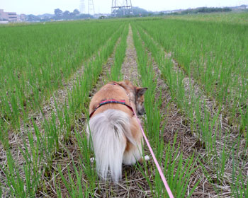 ���ԃg�C��������Ȃ��Ă���