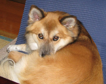 ���낻�낭�邭��̋G�߂���