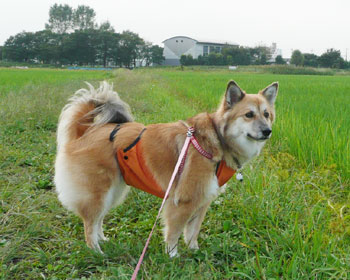 �܂������ꂪ�a�����j������Ȃ��낤��