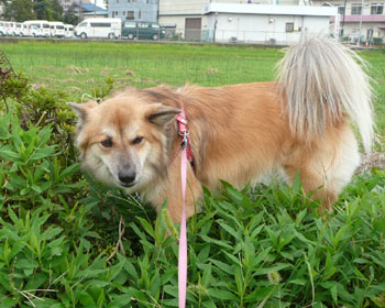 �ŋ߂͏H�ɂ��V�΂�